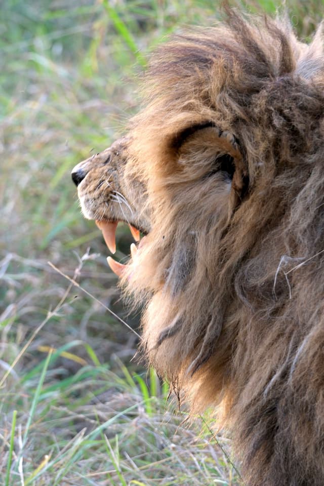 A close-up side profile of a lion with its mouth open, displaying its teeth, set against a grassy background