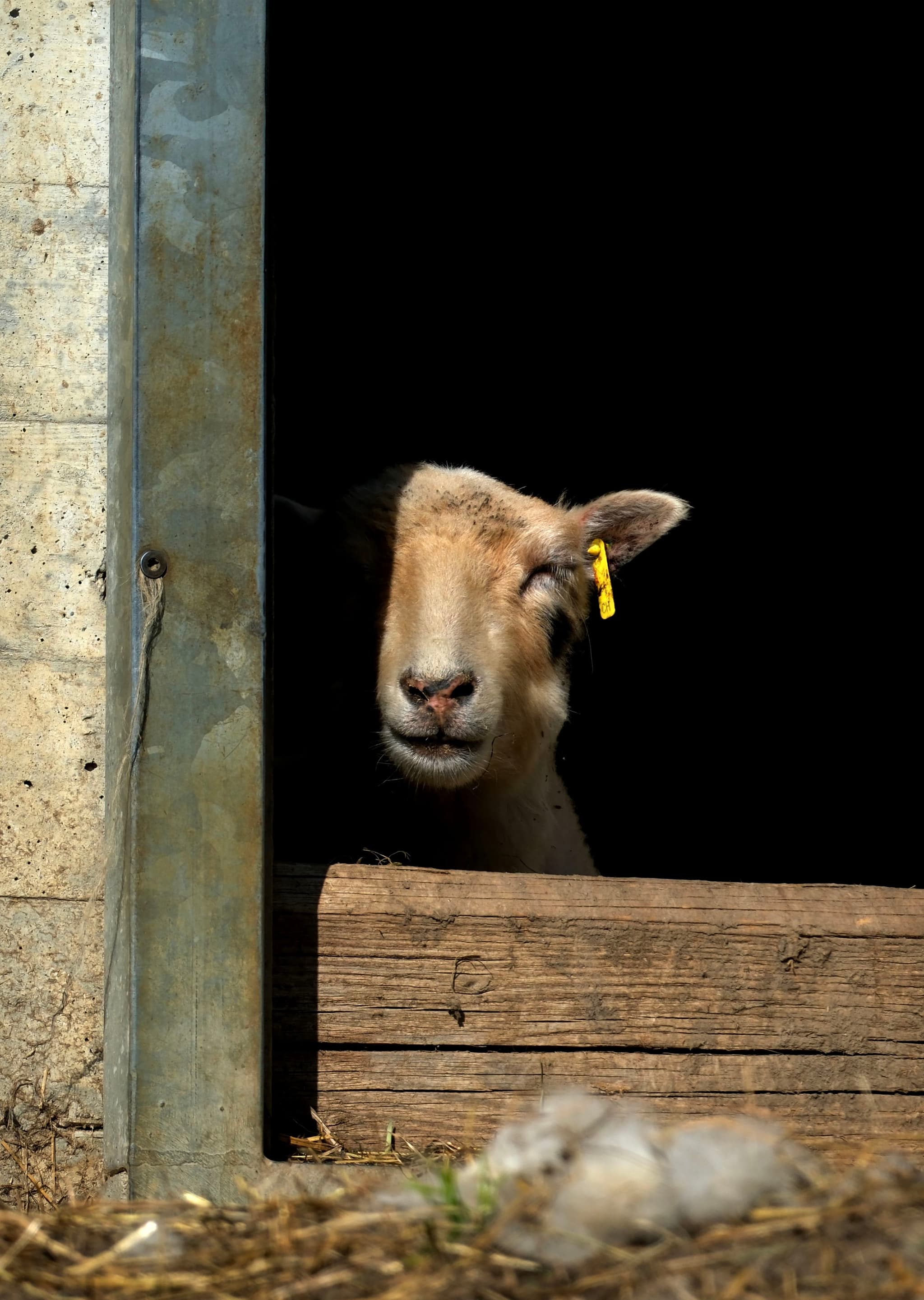 A sheep peeks out from a dark barn, with a yellow tag on its ear, framed by a wooden and metal doorway