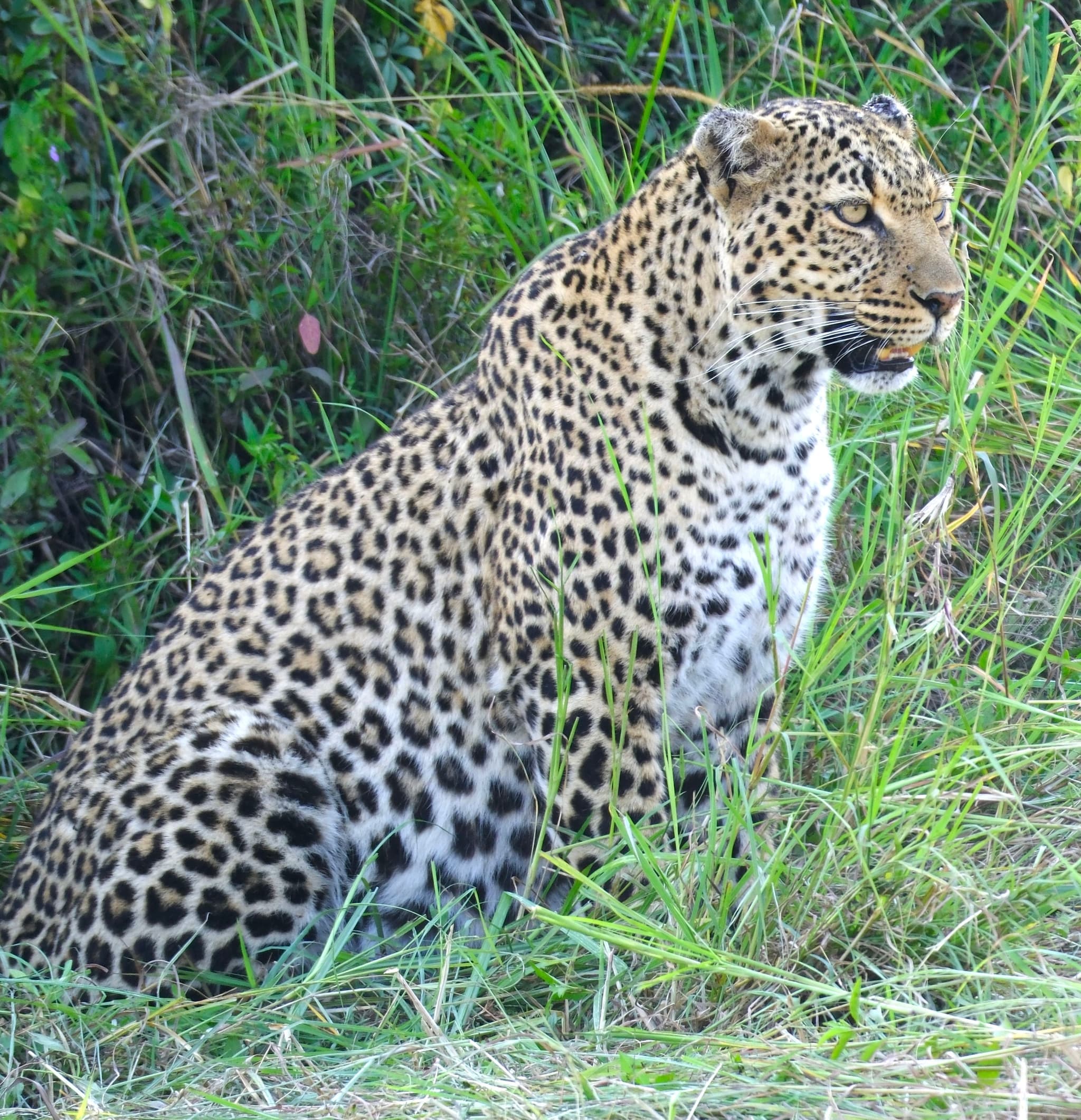 A leopard sitting in tall grass, surrounded by greenery