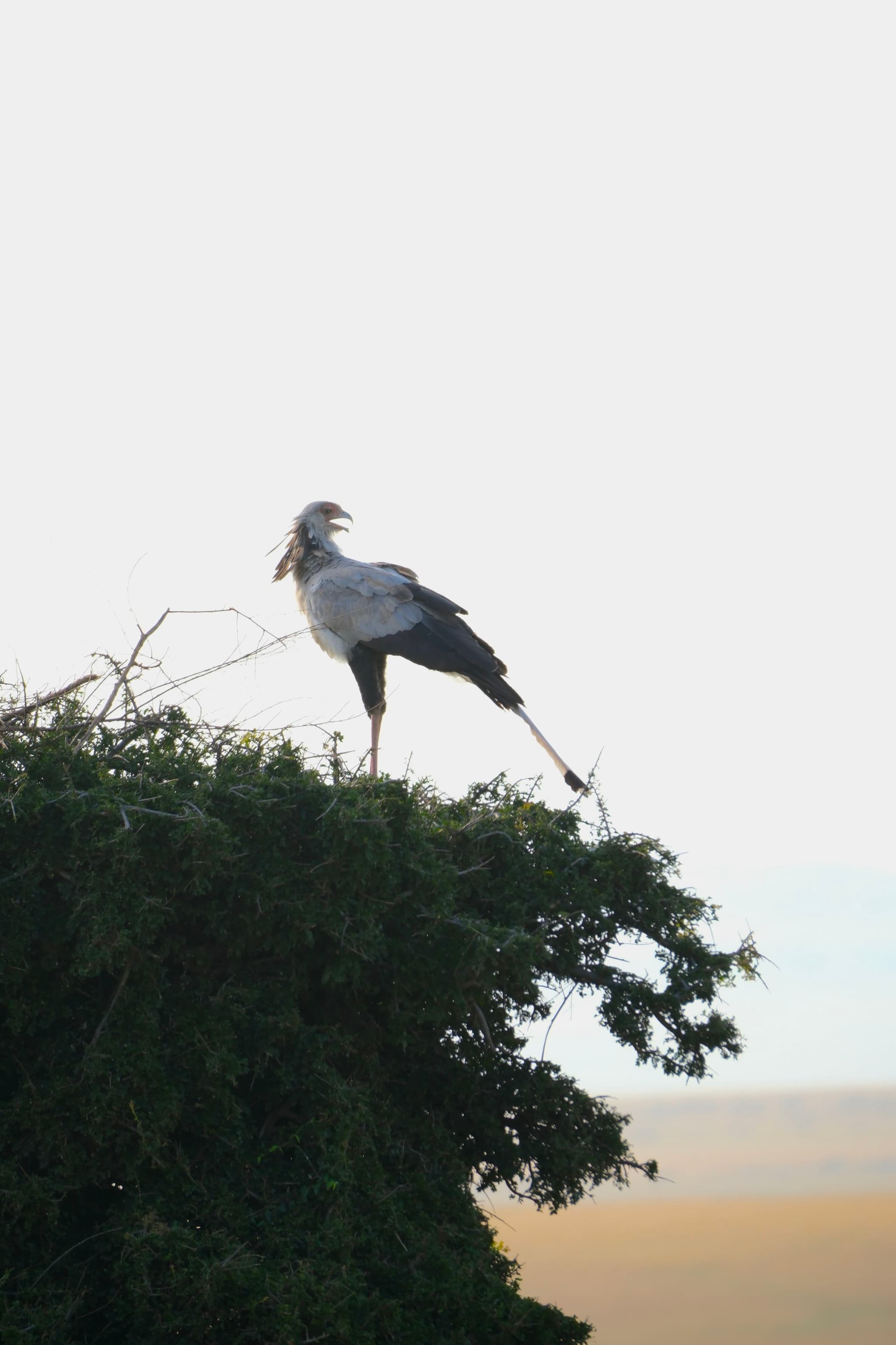 A secretary bird standing on top of a tree with one leg raised, set against a bright sky and distant landscape