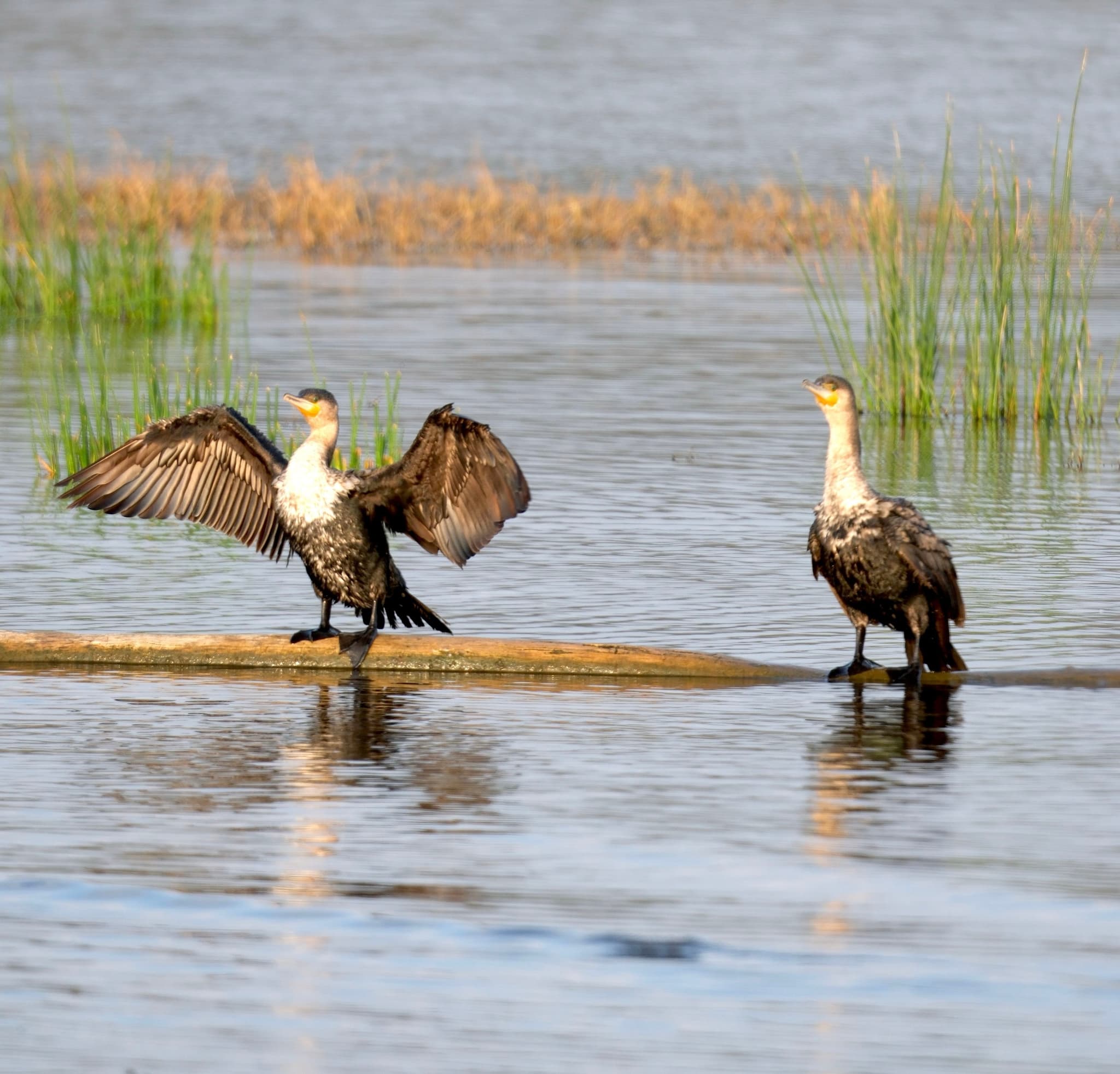 Two birds standing on a log in the water, with one bird spreading its wings