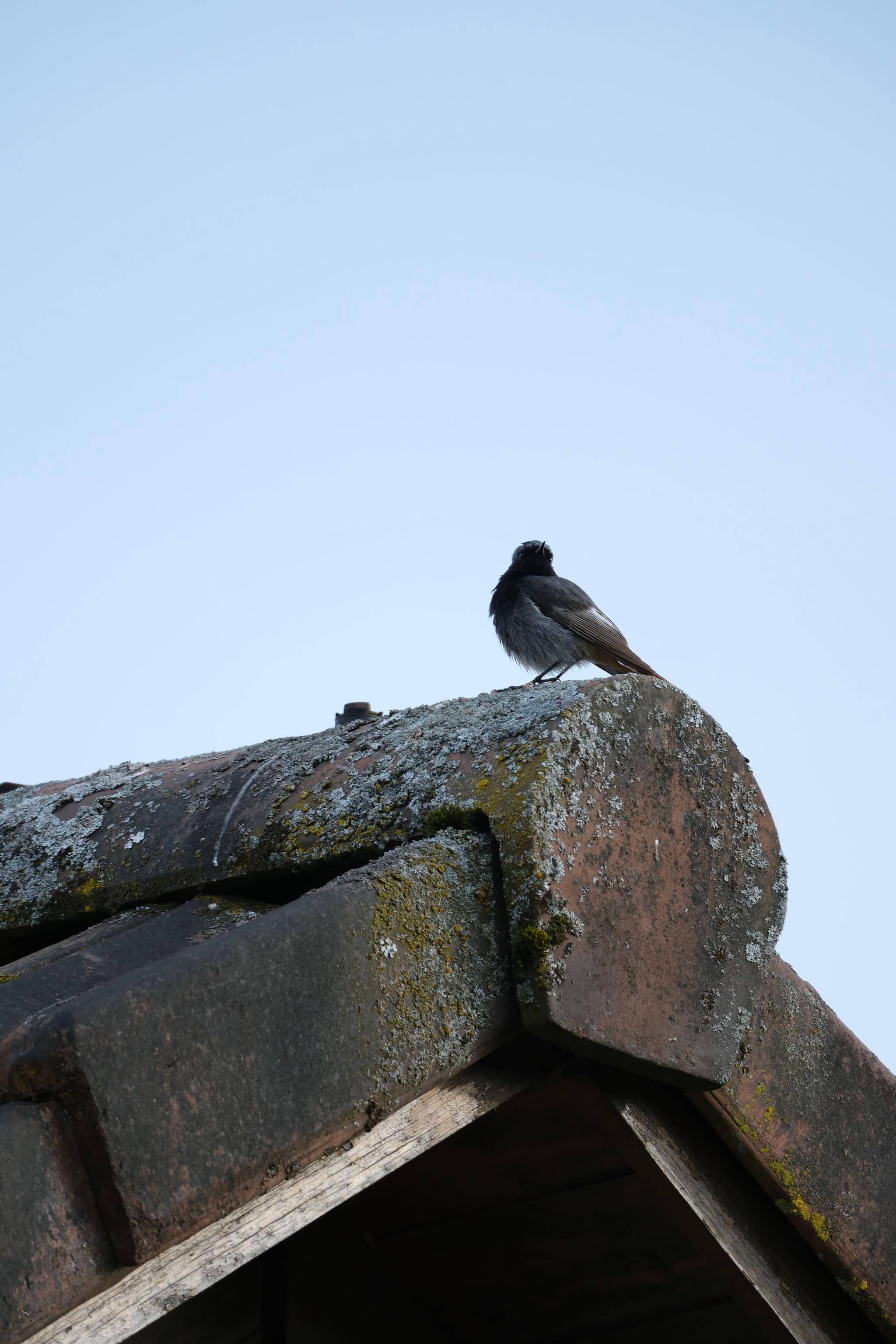 A bird perched on the edge of a moss-covered roof against a clear sky