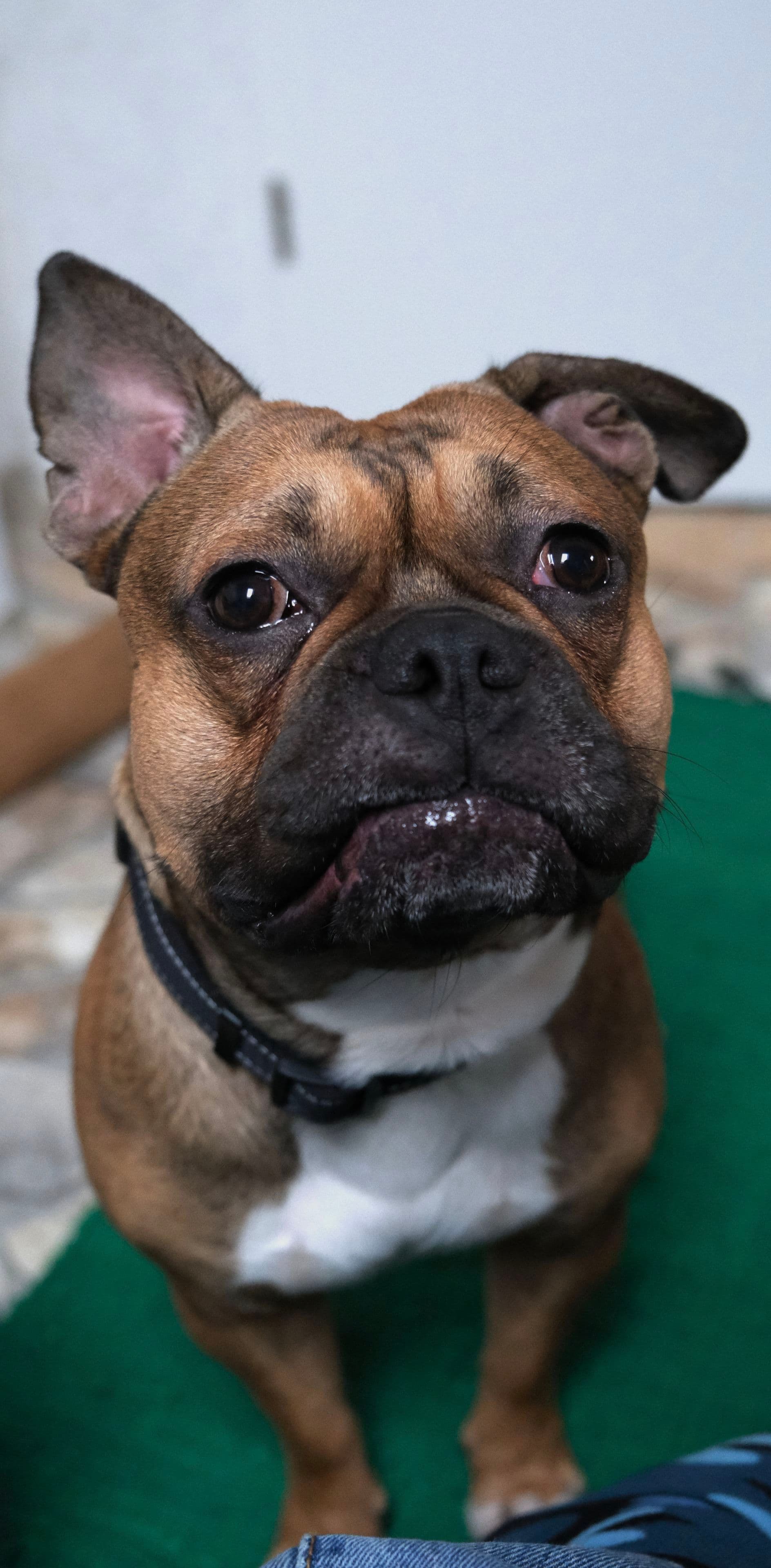 A brown and white dog with a black collar is sitting on a green surface, looking up