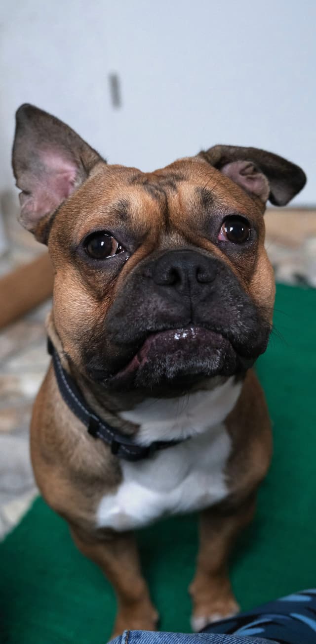 A brown and white dog with a black collar is sitting on a green surface, looking up