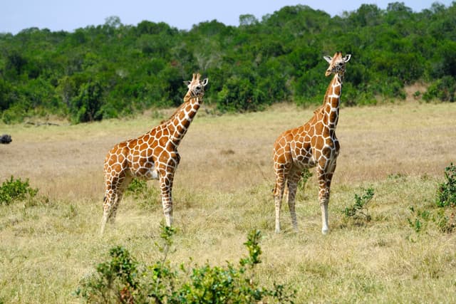 Two giraffes standing in a grassy savanna with a backdrop of dense green trees