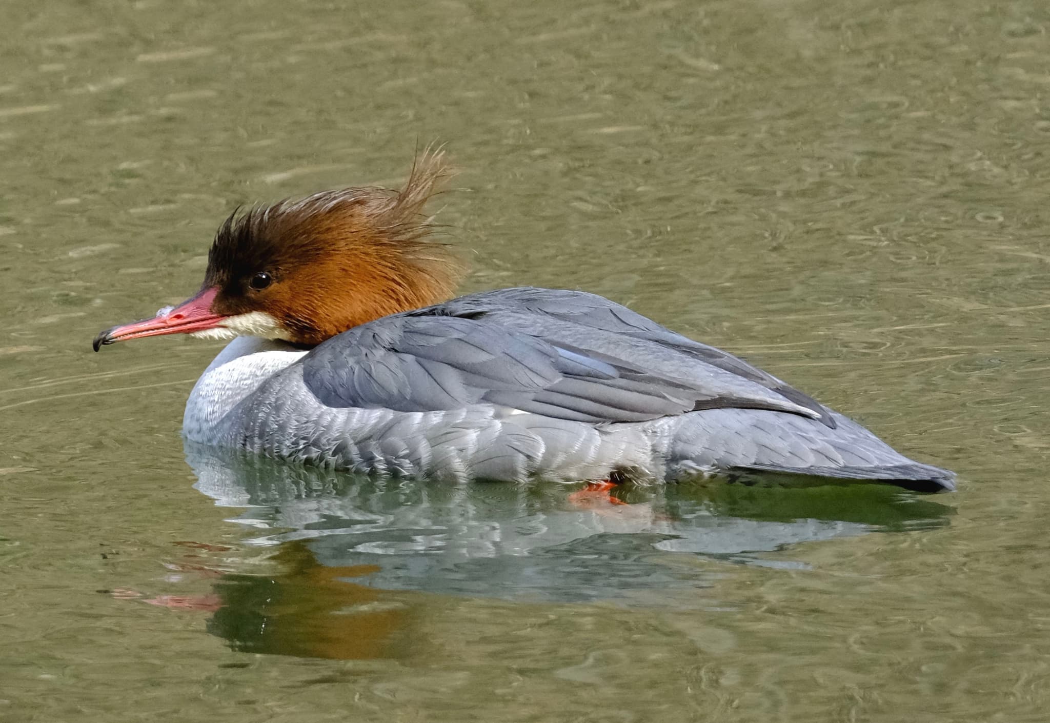 A duck with a distinctive reddish-brown crest and gray body is floating on water