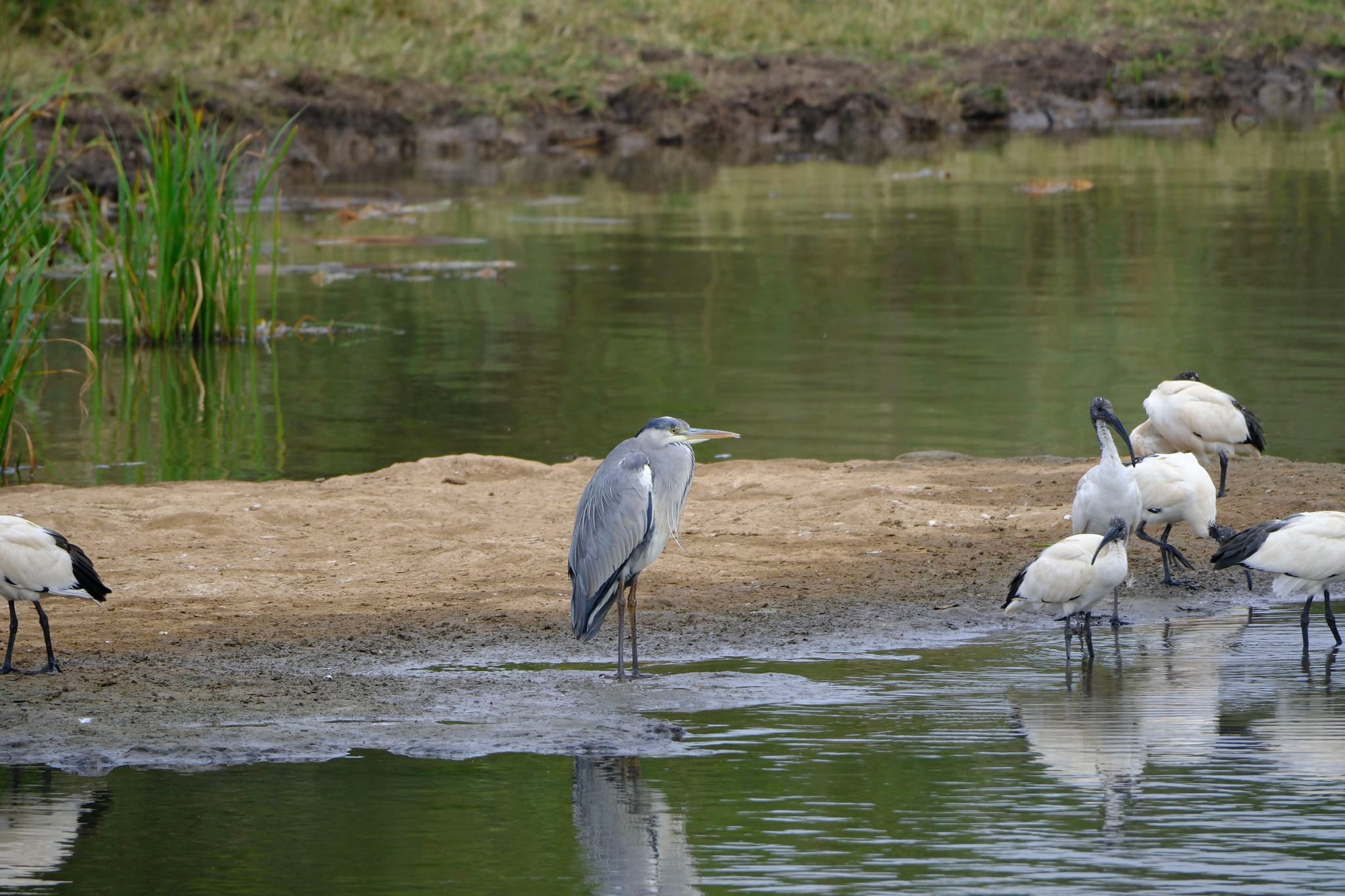 A group of birds, including a heron and several ibises, standing near the edge of a body of water with grassy surroundings