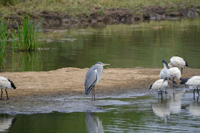 A group of birds, including a heron and several ibises, standing near the edge of a body of water with grassy surroundings