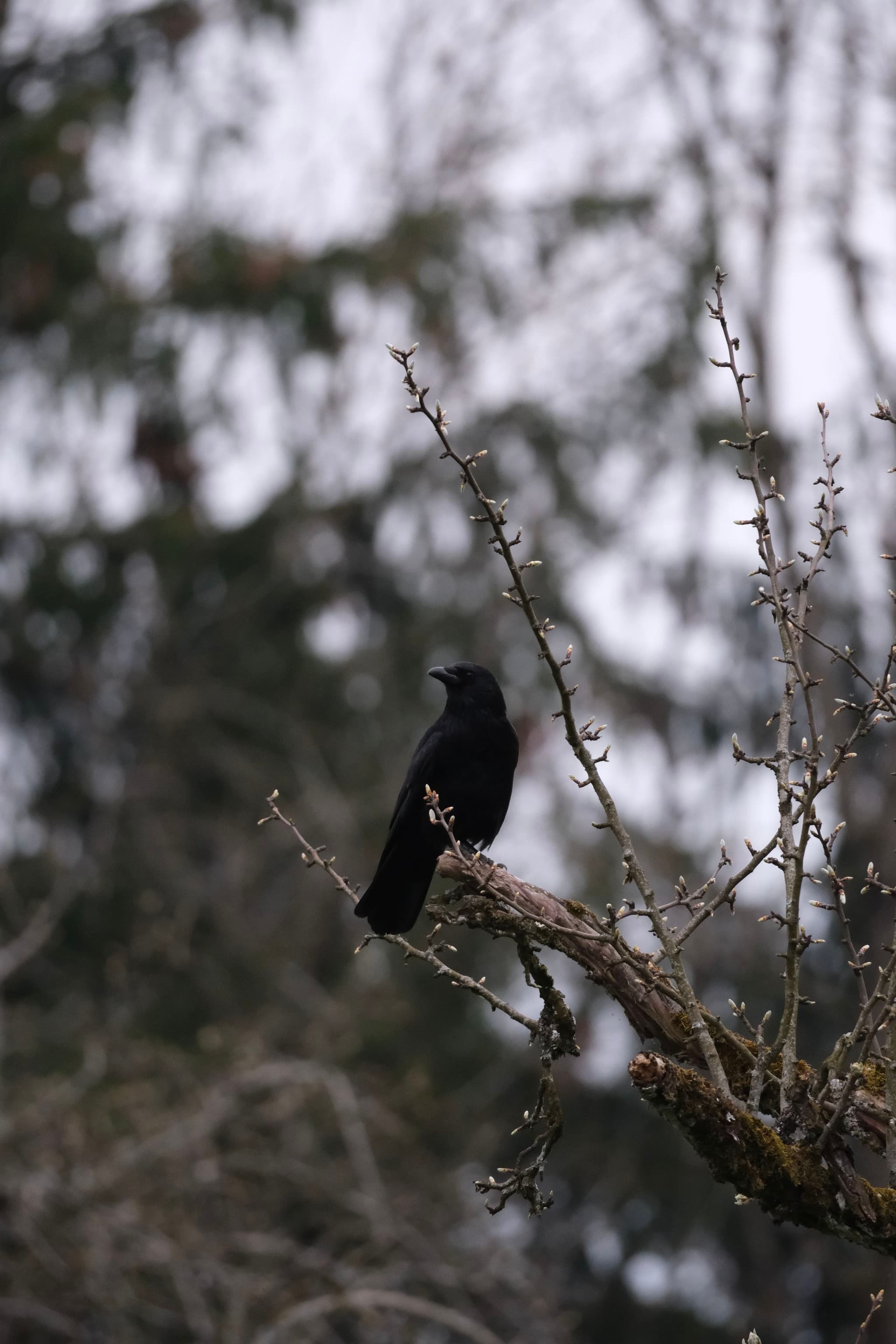 A black bird perched on a bare tree branch with a blurred background of trees
