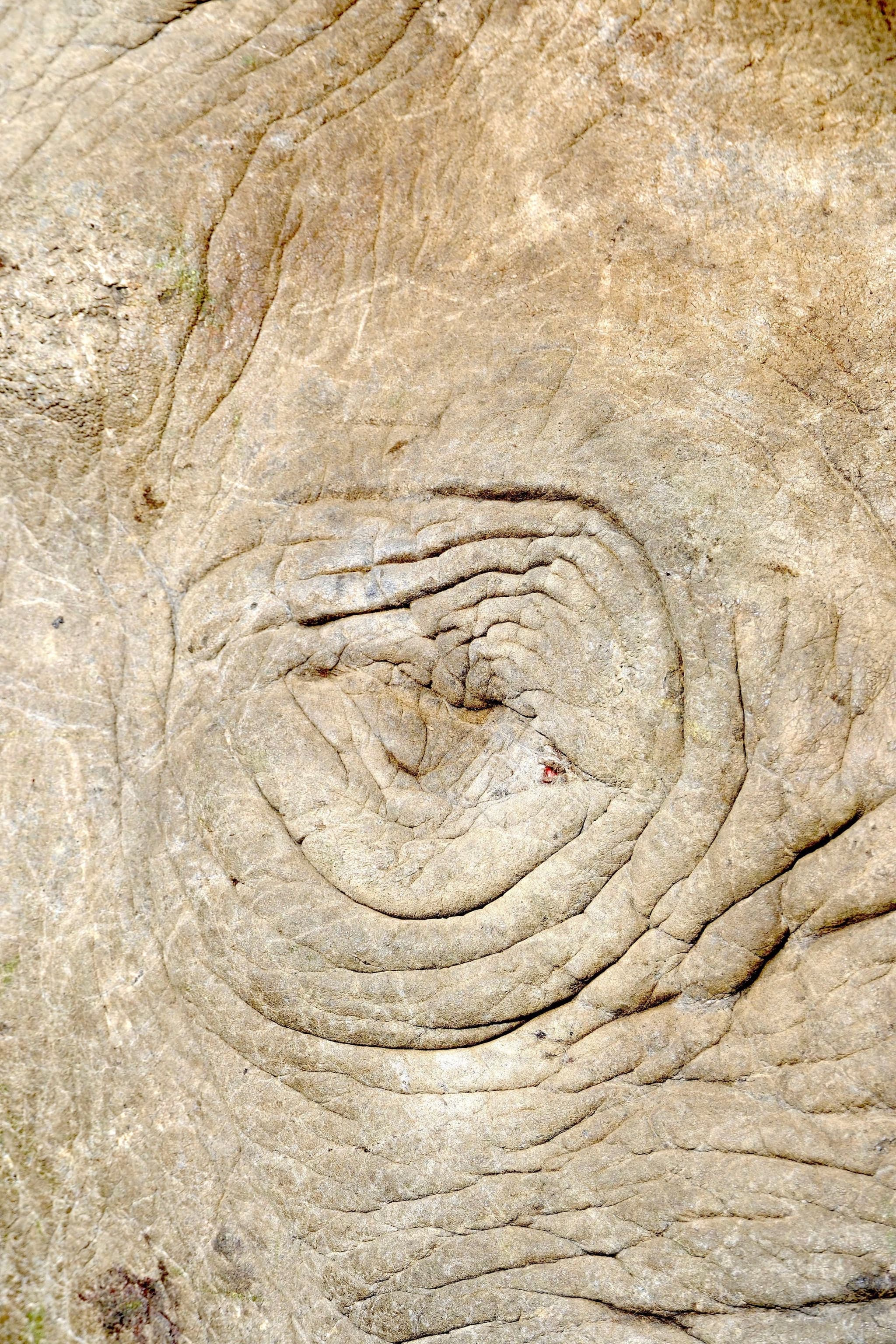 Close-up of rough, textured skin with deep wrinkles and folds, resembling the surface of an elephant's hide