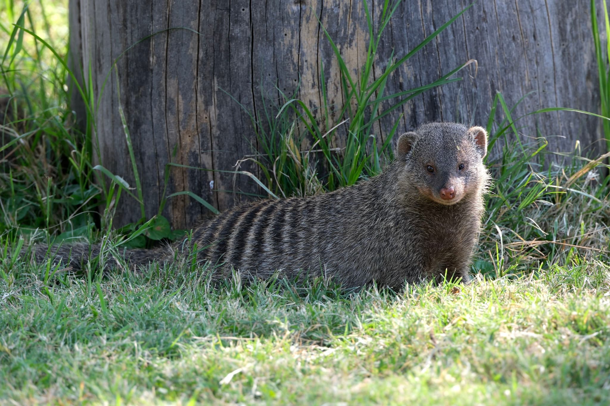 A mongoose with a striped back is standing on grass near a tree trunk