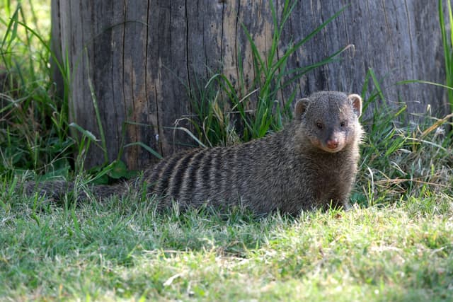 A mongoose with a striped back is standing on grass near a tree trunk