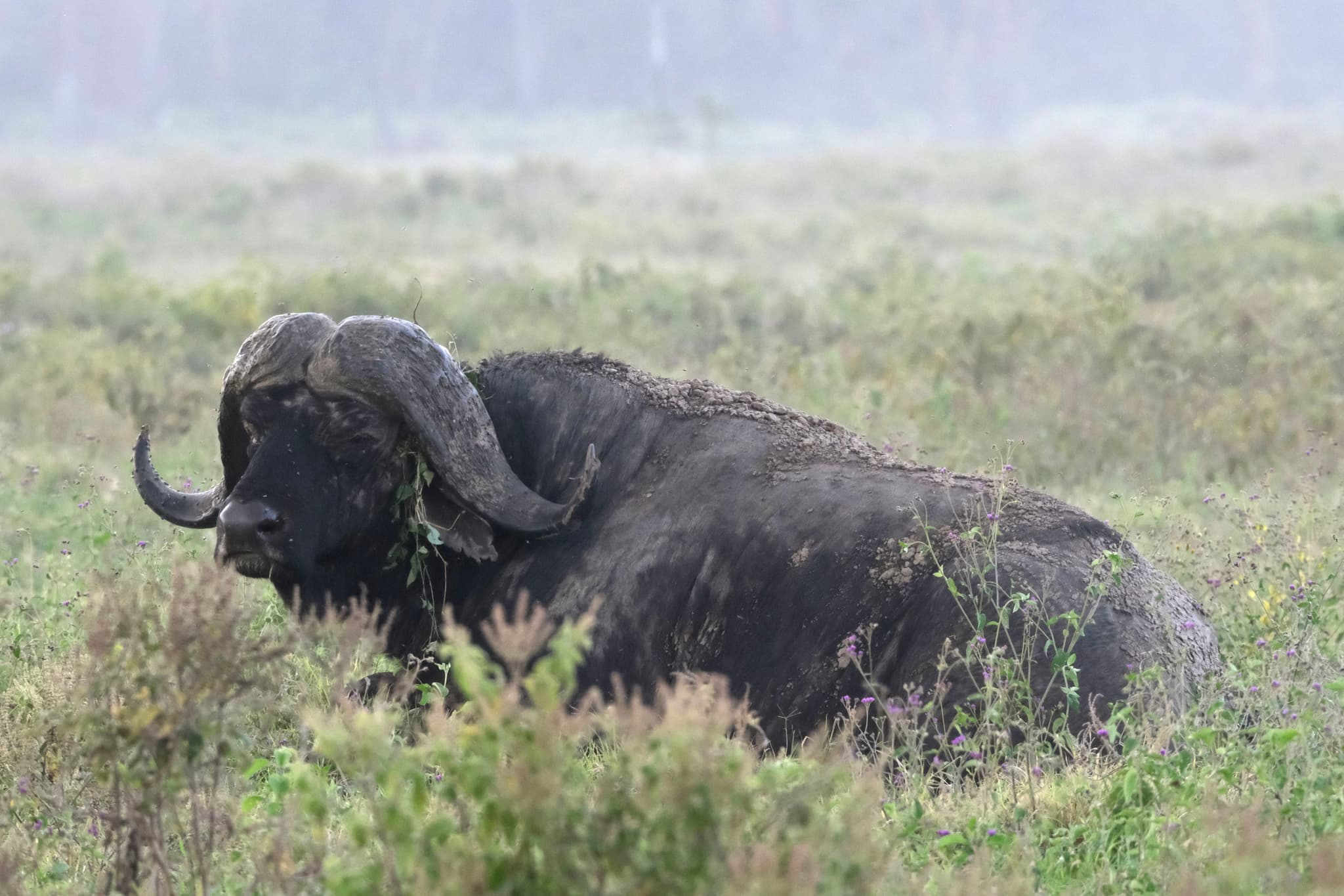 A large buffalo resting in a grassy field with a misty background