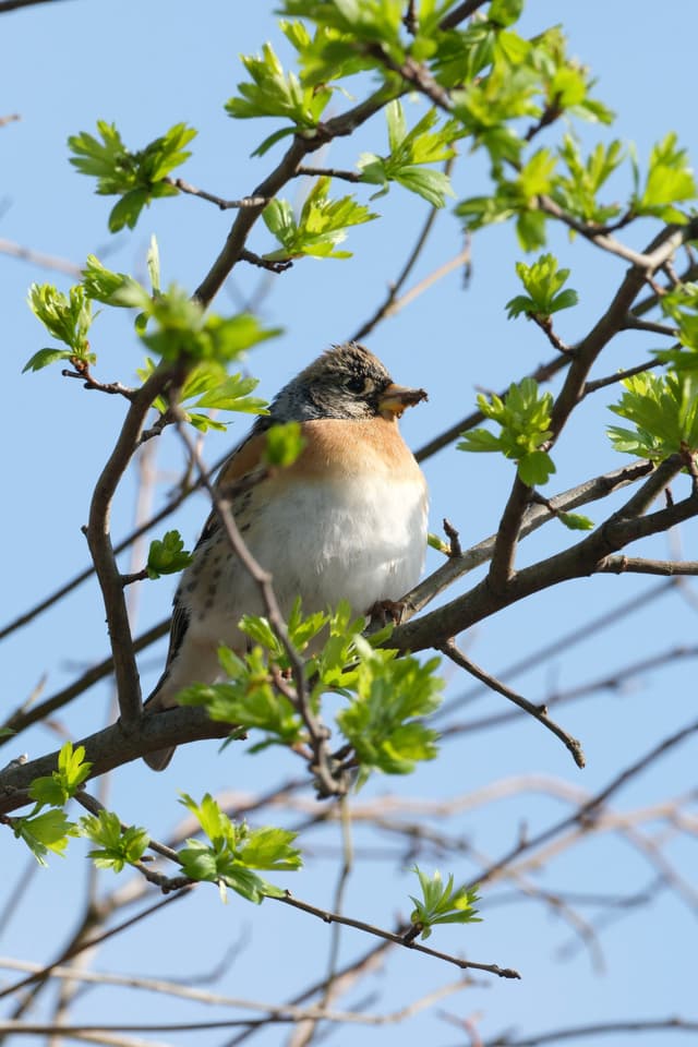 A bird perched on a branch with fresh green leaves against a clear blue sky