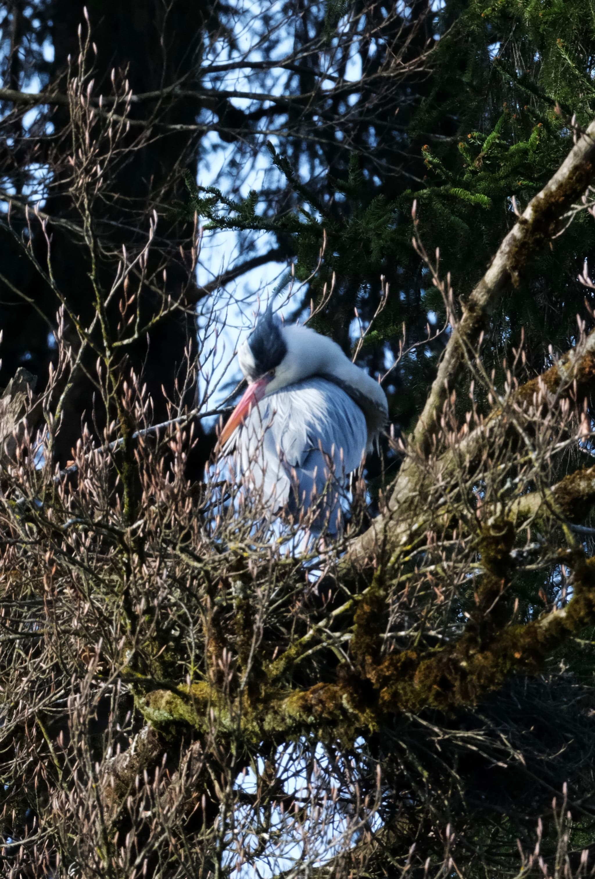 A large bird with a long beak perched on a tree branch, surrounded by dense foliage