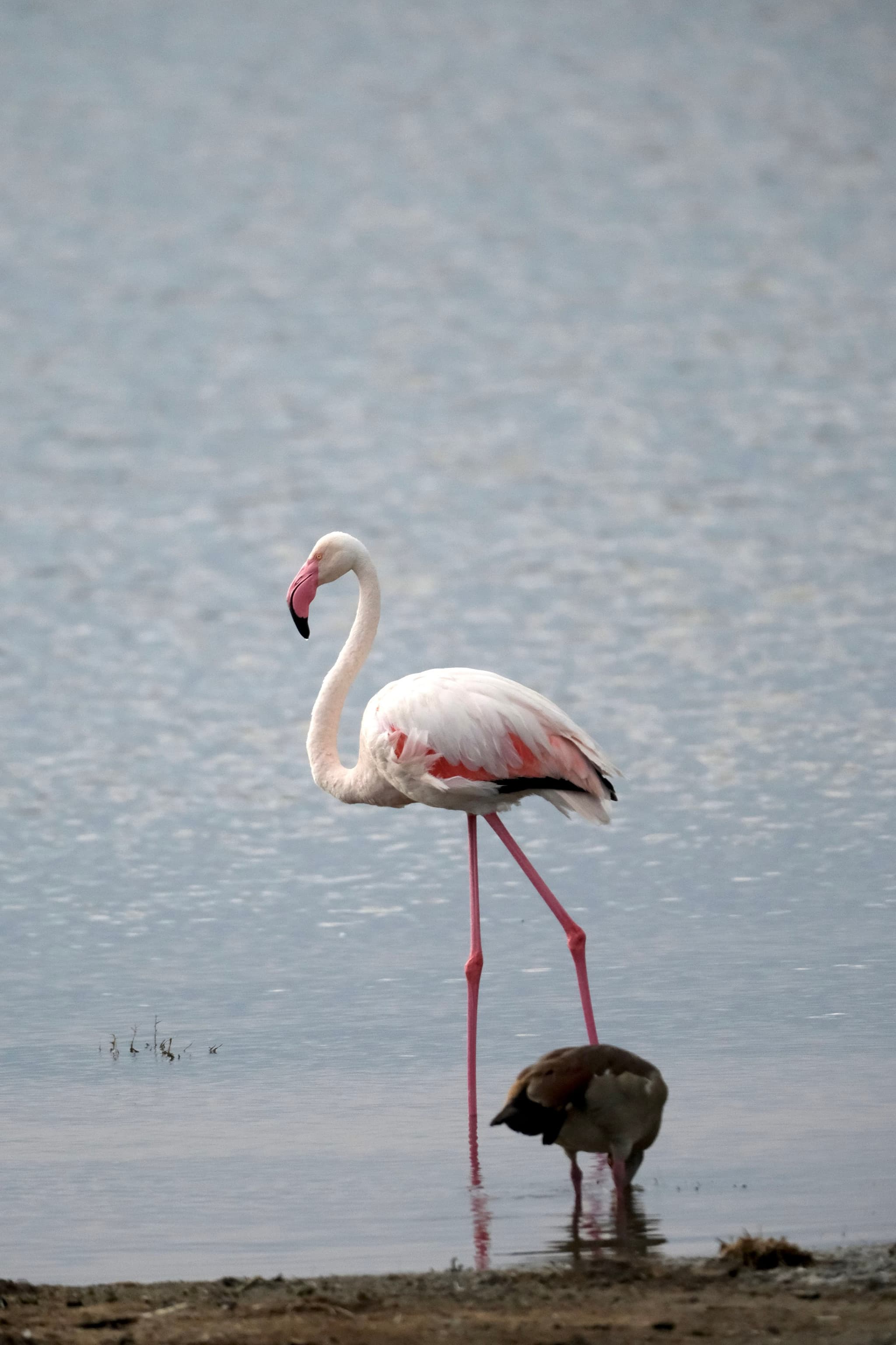 A flamingo with pink and white feathers stands in shallow water next to a smaller bird with brown and gray plumage