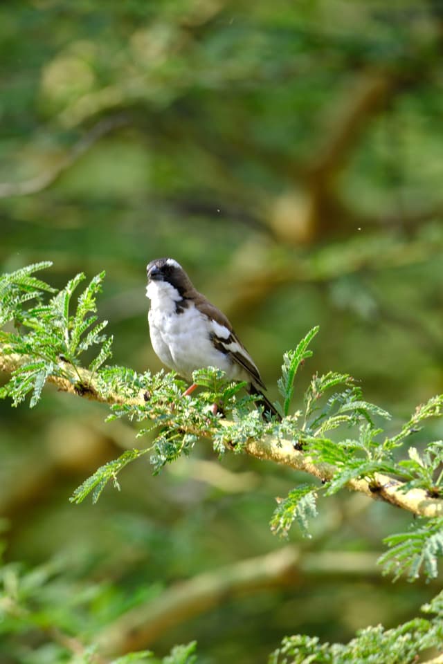 A small bird with black and white plumage perched on a leafy branch in a lush, green environment