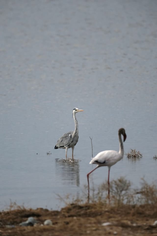 Two birds standing in shallow water, with one bird in the foreground and another in the background