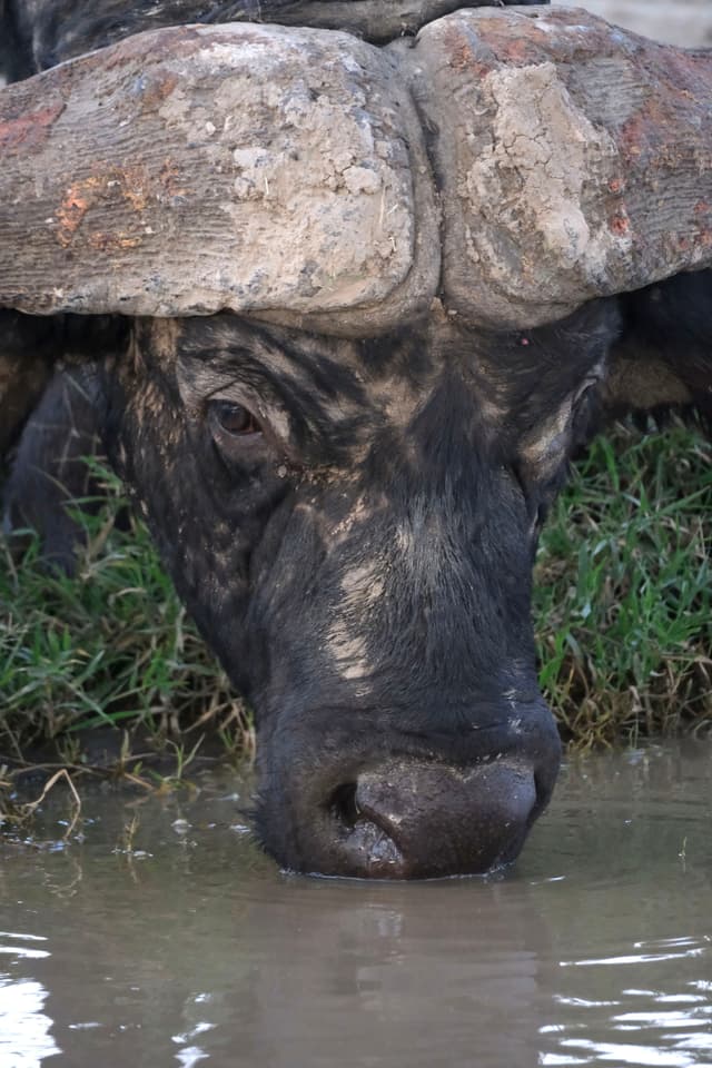 A buffalo drinking water from a pond, with its large horns and head partially submerged