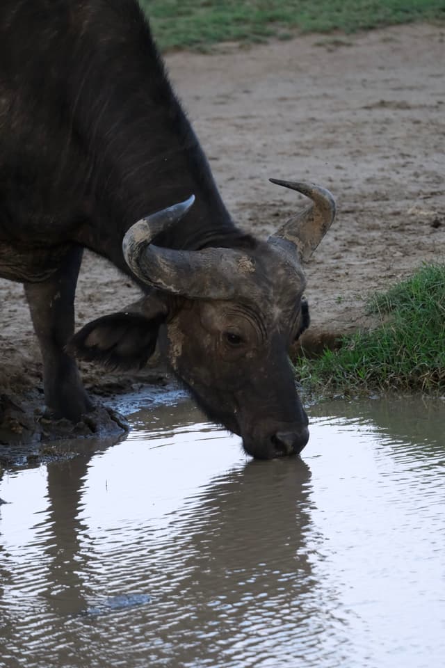A buffalo drinking water from a small pond, with its reflection visible in the water