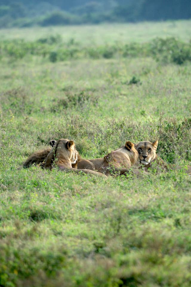 A group of lions resting in a grassy field