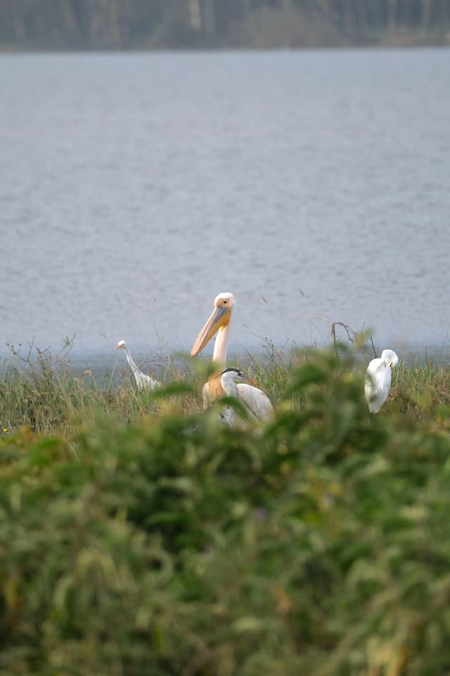 A group of birds, including a pelican, standing in tall grass near a body of water