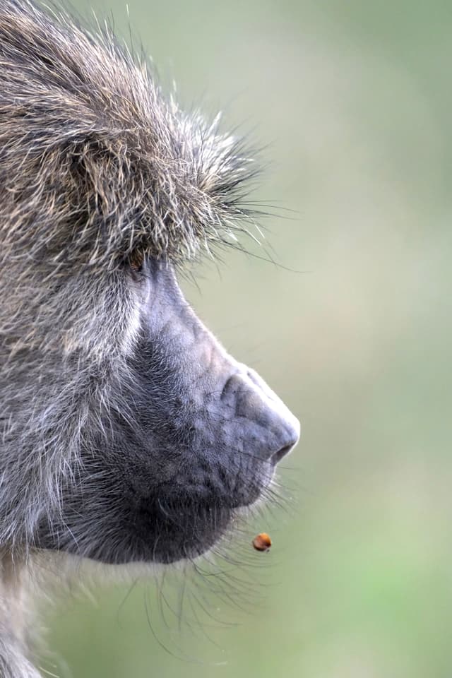 A close-up side profile of a baboon with a small ladybug near its mouth, set against a blurred green background
