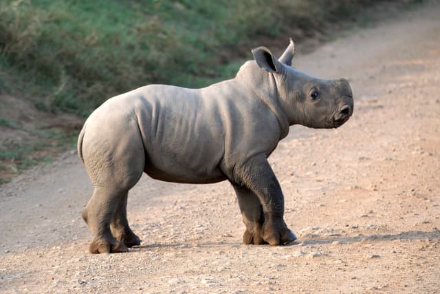 A young rhinoceros standing on a dirt path with grass in the background