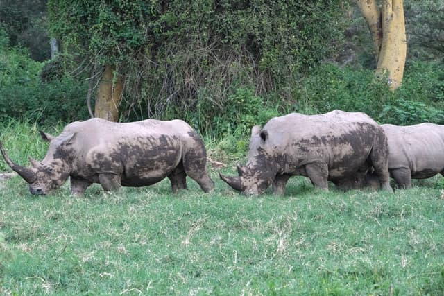 Two rhinoceroses grazing on grass in a lush, green environment with trees in the background