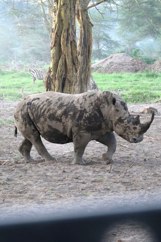 A rhinoceros walking on a dirt path with a tree and greenery in the background