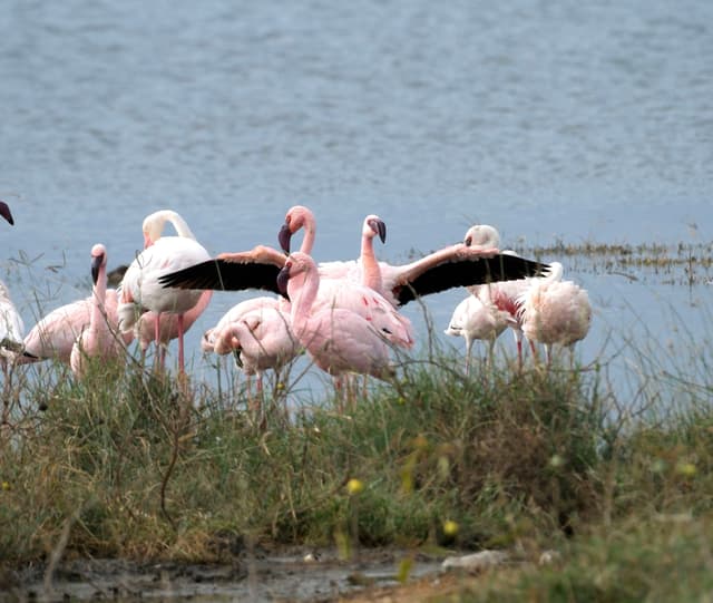 A group of flamingos standing near the water, with one spreading its wings