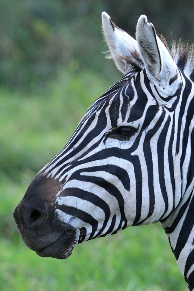 A close-up of a zebra's head with distinctive black and white stripes, set against a blurred green background