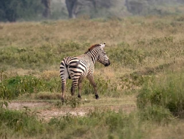 A zebra walking through a grassy field with trees in the background
