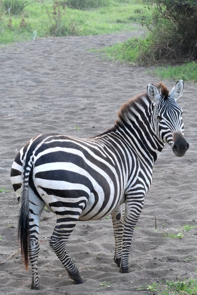 A zebra standing on a dirt path, surrounded by greenery