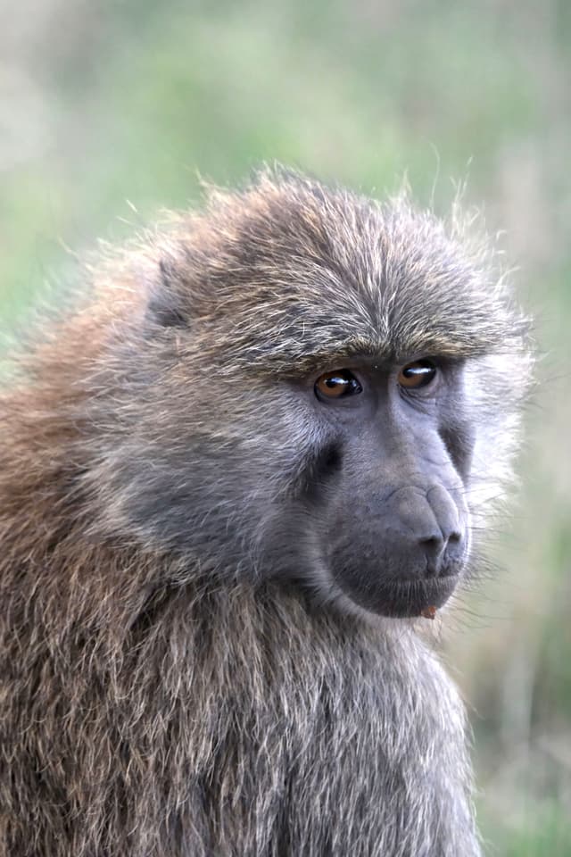 A close-up of a baboon with a neutral expression, set against a blurred natural background
