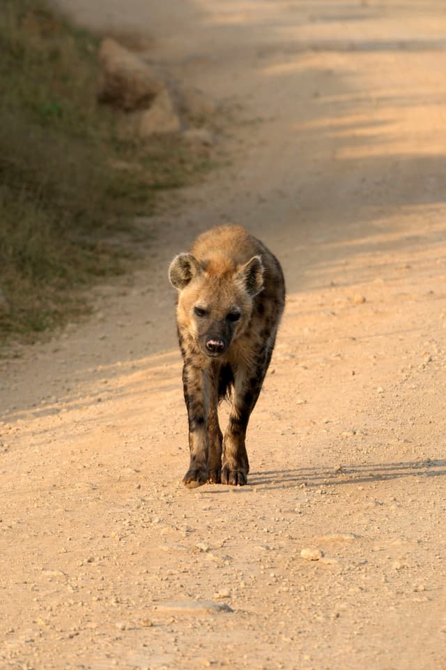 A hyena walking down a dirt path in a natural setting