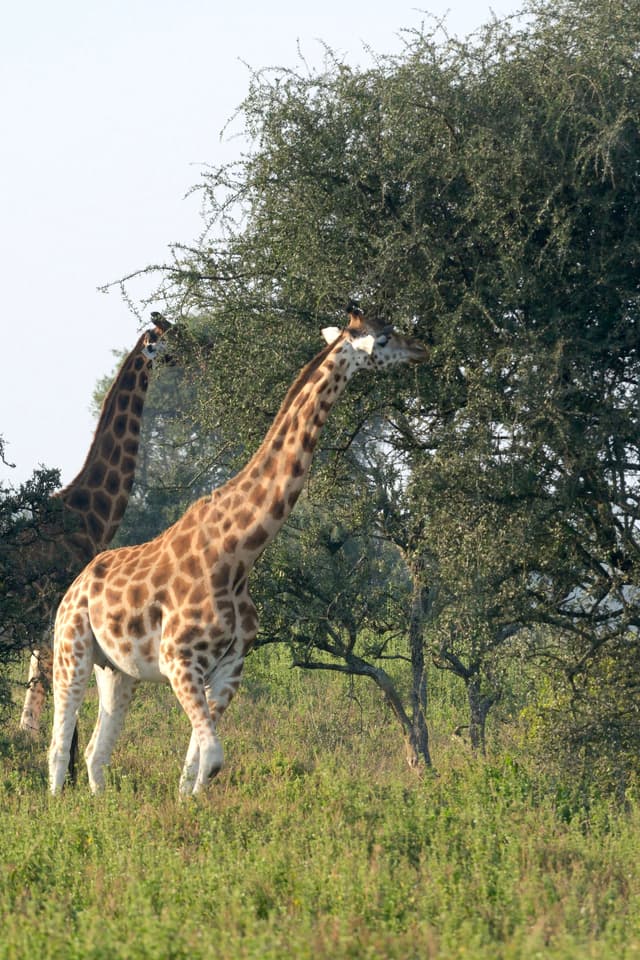 Two giraffes standing in a grassy area, with one reaching up to eat leaves from a tree