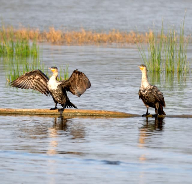 Two birds standing on a log in the water, with one bird spreading its wings