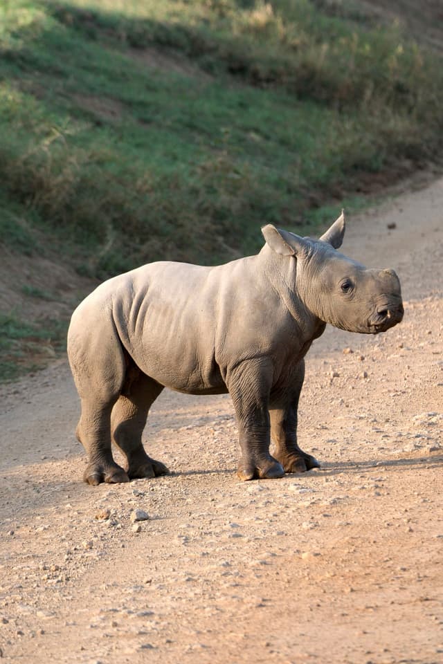 A young rhinoceros standing on a dirt path with grassy terrain in the background